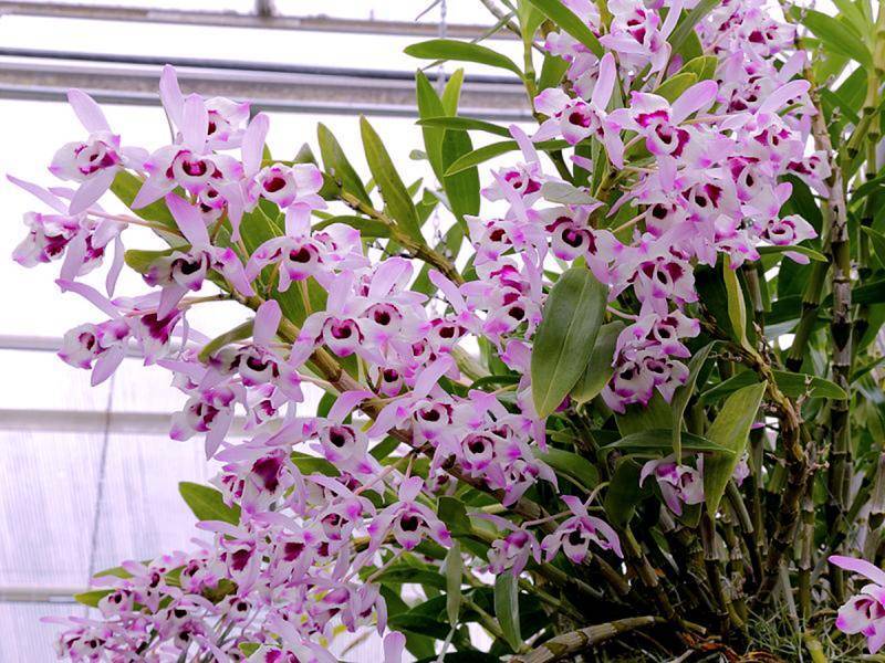 Орхидея дендробиум нобиле, уход в домашних условиях