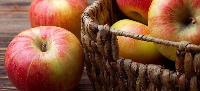 Как хранить яблоки: при какой температуре сохранять свежими в домашних условиях, где лучше хранить