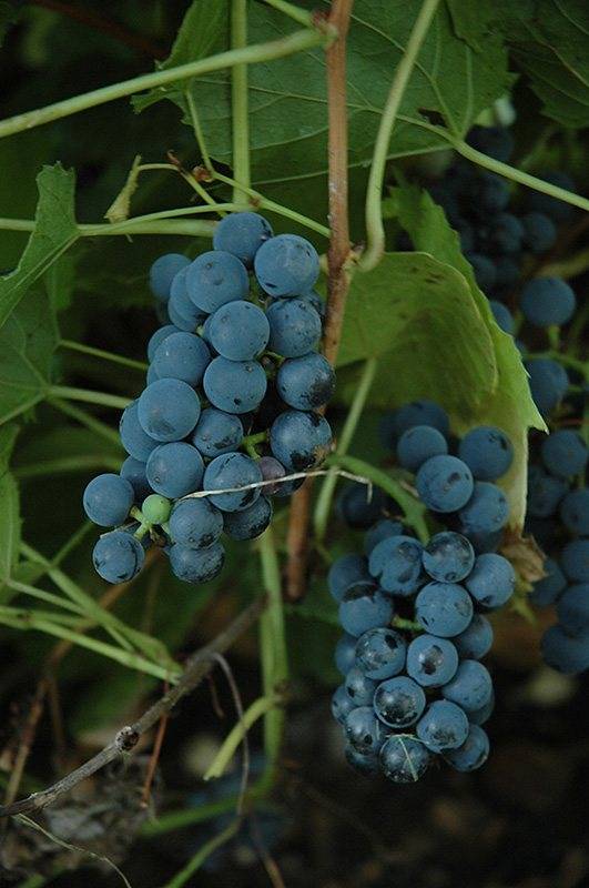 Виноград вэлиант: что нужно знать о нем, описание сорта, отзывы