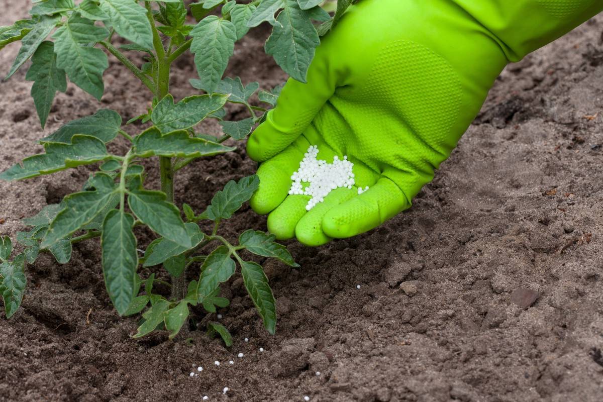 Калиевая селитра: применение удобрения для огорода, состав и свойства