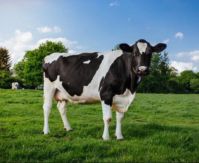 Сколько живут сельскохозяйственные коровы
