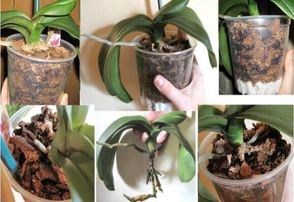 Как посадить отросток орхидеи в домашних условиях и как правильно его перед этим отделить и укоренить?