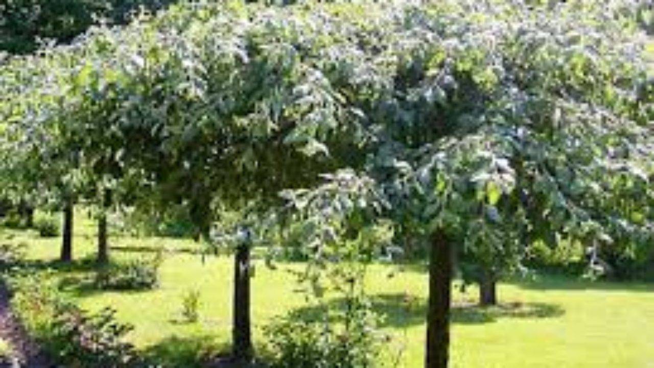 Карликовые плодовые деревья