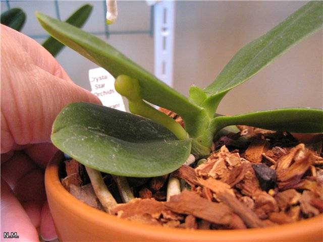 Выращивание орхидея сорта седирея: отзывы, фото, размножение