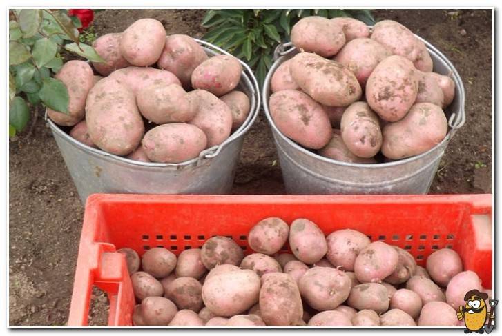 Из лучших сортов картофеля с большой урожайностью для регионов россии
