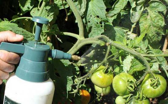 Чем подкормить помидоры в период цветения и плодоношения