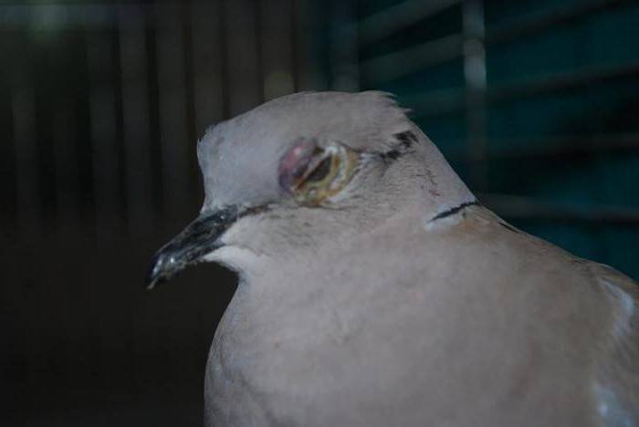 Орнитоз у голубей: симптомы и лечение