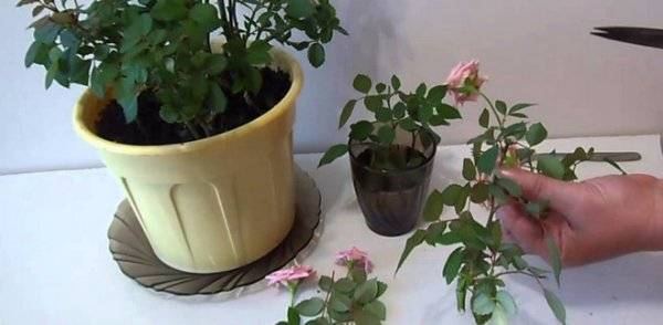 Какой уход необходим в домашних условиях за комнатной розой? возможные проблемы при выращивании