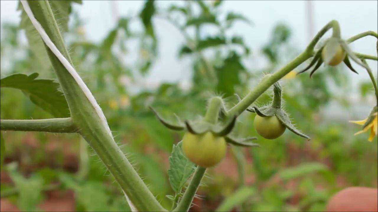 Оптимальная температура грунта для помидоров