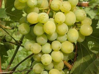 Виноград краса никополя: описание сорта и характеристики, посадка и уход