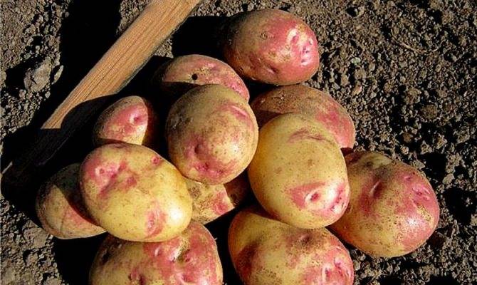 Описание и характеристика сорта картофеля джелли, правила посадки и уход