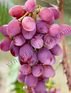 Винограда Рута — описание сорта и особенности выращивания