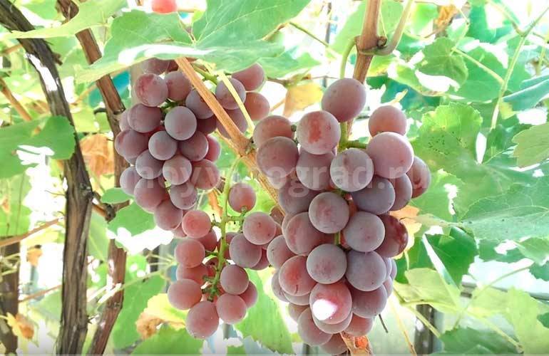Виноград лидия: описание сорта, польза и вред