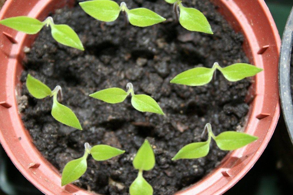 Выращивание рассады перца без пикировки в домашних условиях фото видео