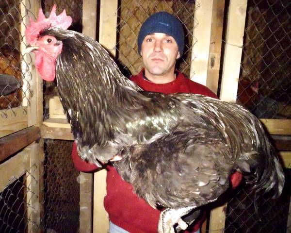 Порода кур джерсийский гигант (24 фото): описание. чем кормить суточных цыплят и взрослых кур? их вес и яйценоскость