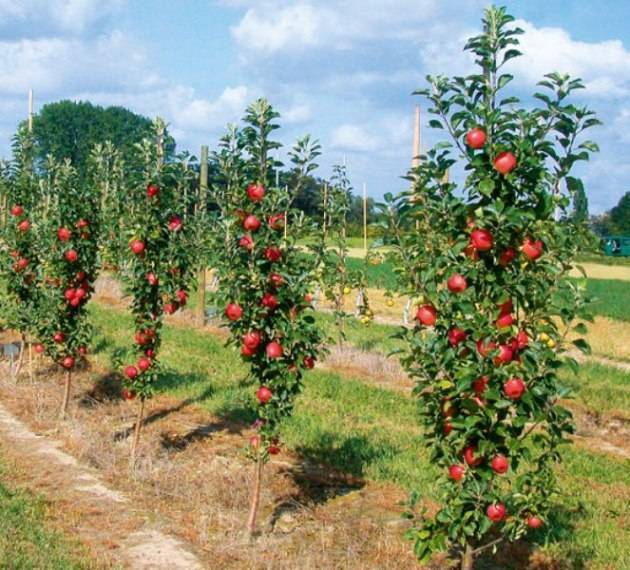 Колоновидная яблоня «васюган»: описание сорта, посадка и уход