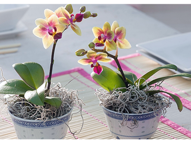 Как отличить орхидею. Орхидея фаленопсис мини. Орхидея фаленопсис мини полосатая. Орхидея фаленопсис мини Миа. Мини Орхидея Пуэбло.