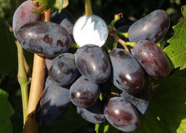 Виноград ромбик – дачные дела