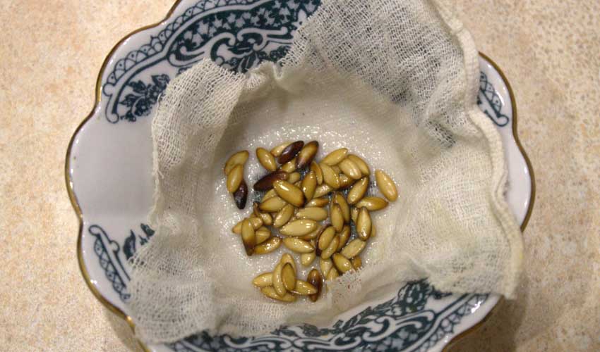 Как правильно подготовить семена огурцов перед посадкой в грунт