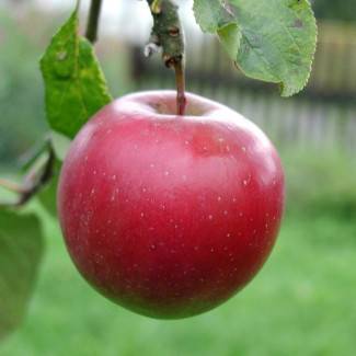 Описание сорта яблони свежесть: фото яблок, важные характеристики, урожайность с дерева