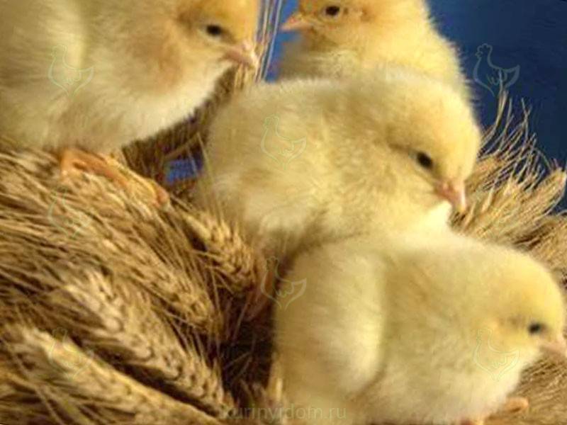 Метронидазол для цыплят бройлеров — дозировка и правила применения