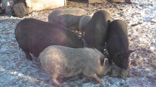 Приготовление корма для свиней - мое село