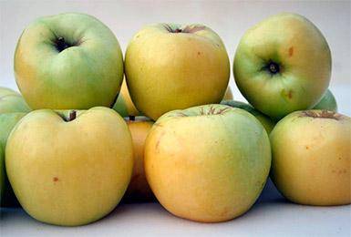 Сорт яблони Антоновка — описание и особенности выращивания