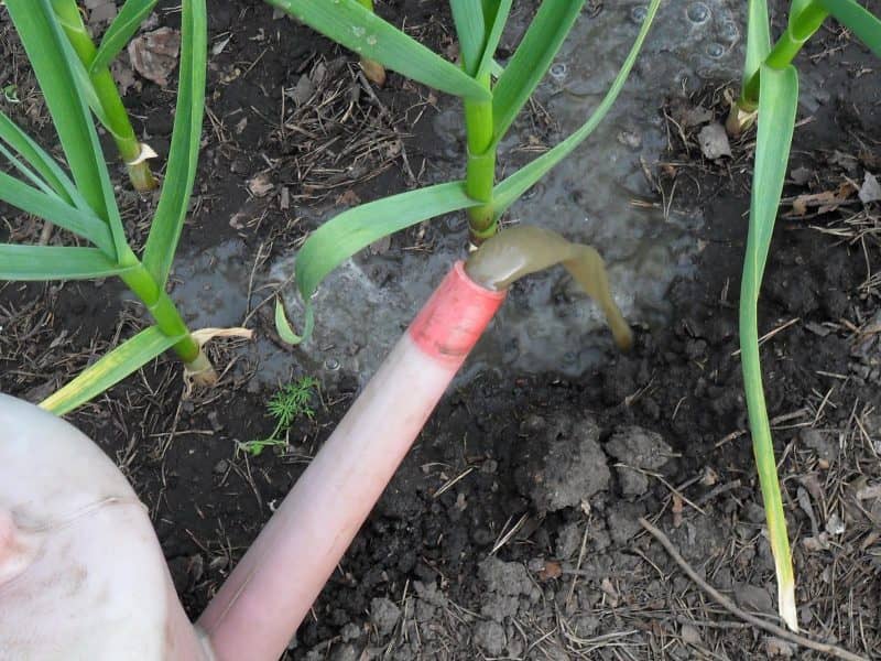✅ подкормка озимого чеснока весной: лучшие средства для удобрения, чем подкормить чеснок и как удобрять