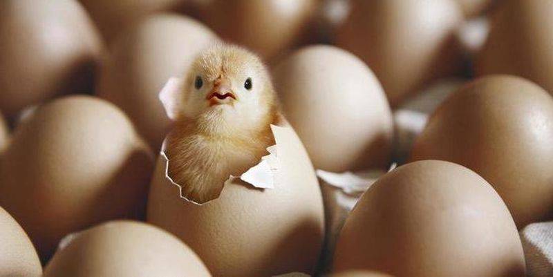 Вылупление цыплят из яиц в инкубаторе в домашних условиях, видео