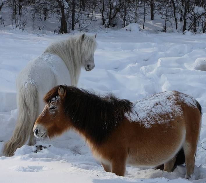 Якутская порода лошадей: характеристика, уход и кормление