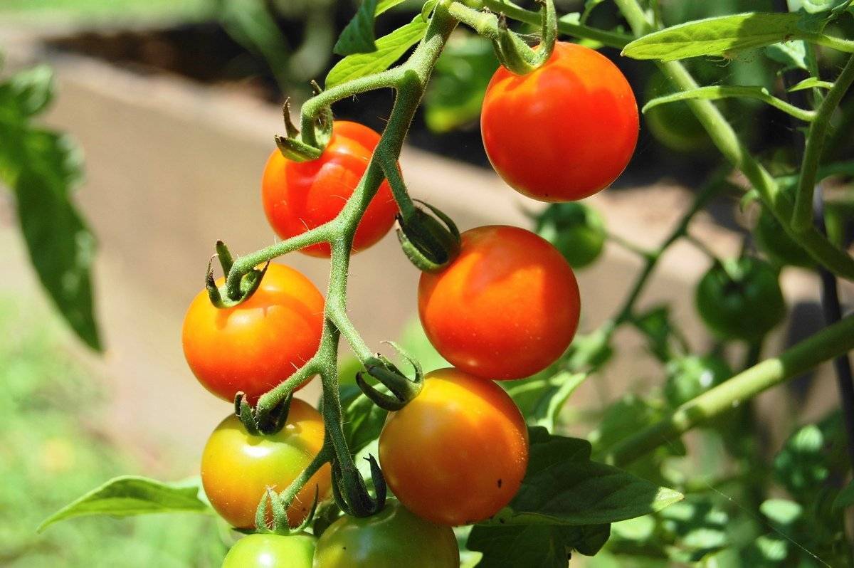 Особенности выращивания томатов черри на огороде
