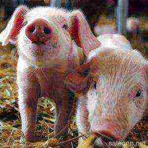Какая порода свиней самая выгодная для выращивания – дачные дела
