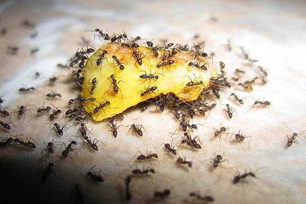 Как избавиться от садовых муравьев в теплице навсегда