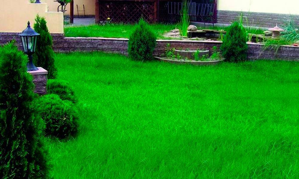 Посадка газонной травы: способы посева семян, уход и подкормка