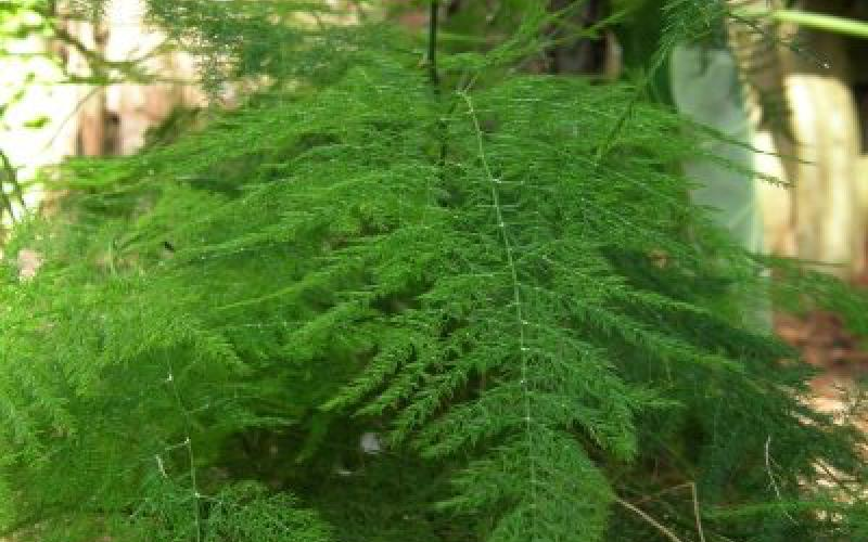 Комнатное кустовидное растение аспарагус мейера: фото и уход в домашних условиях