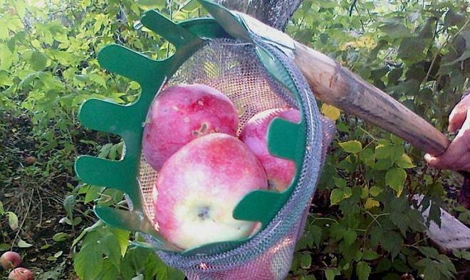 Как правильно собирать яблоки
