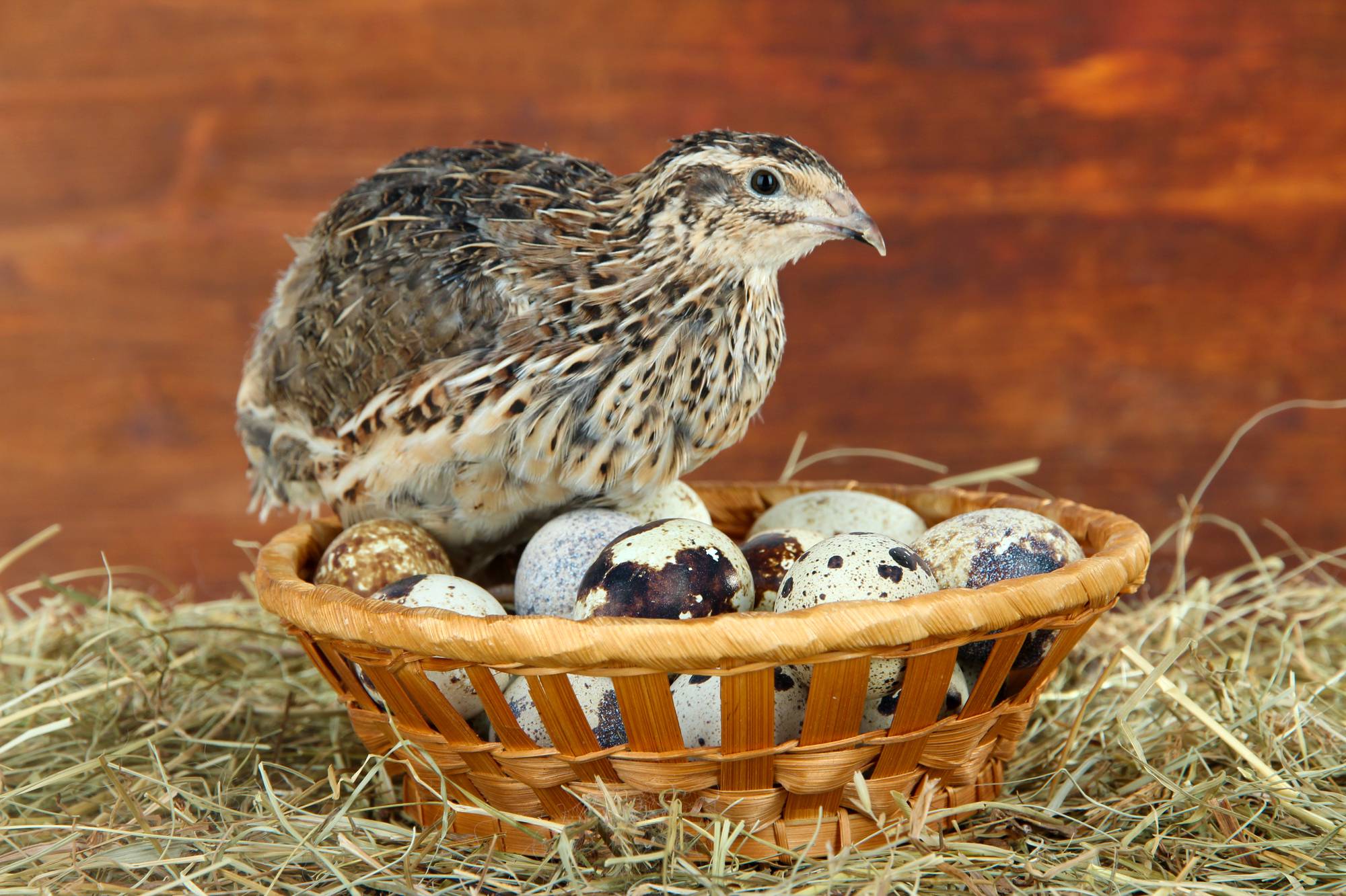 Перепелиные яйца – польза и вред