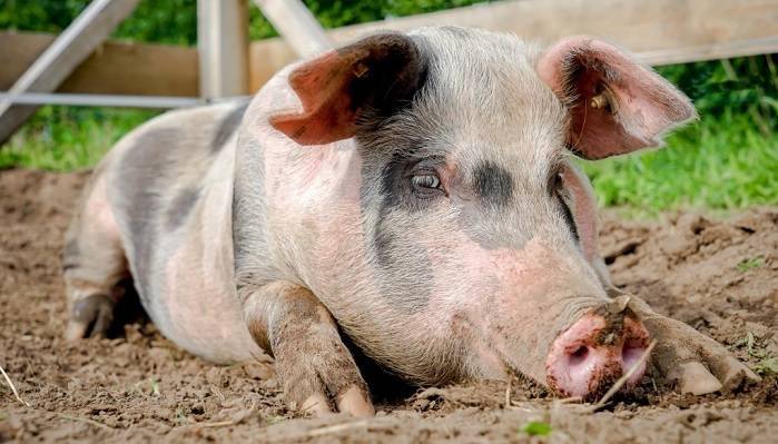 Как содержать свиноматку в домашних условиях: основы кормления и ухода за ней