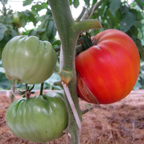Характеристика сорта томатов бурракерские любимцы. томат оранжевый любимчик f1