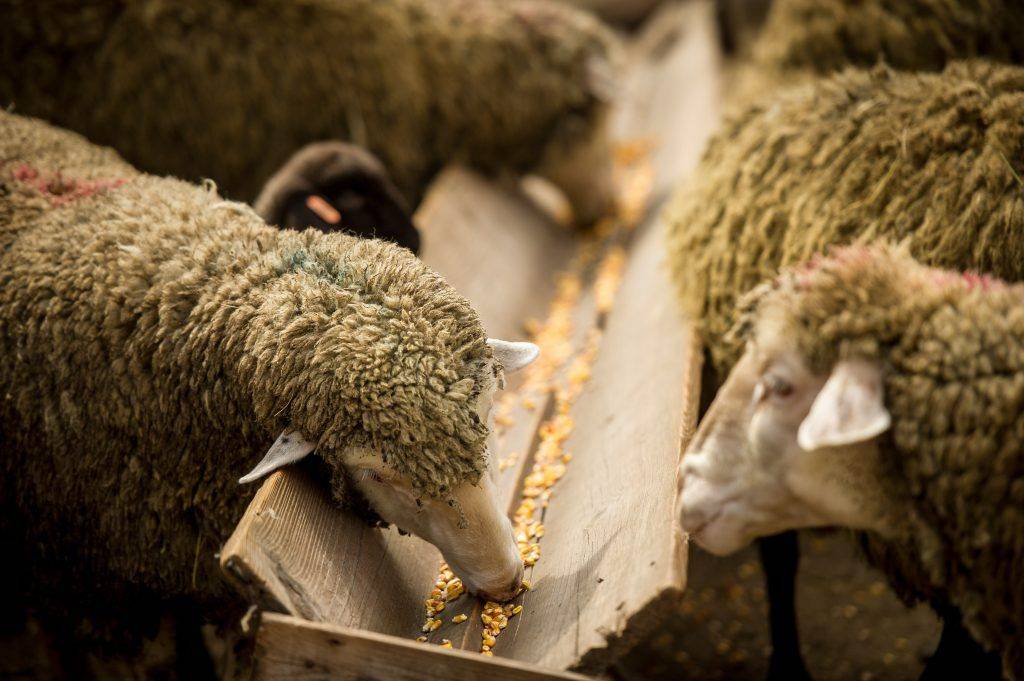 Кормление овец - содержание овец на мясо и рацион суягных маток и ягнят
