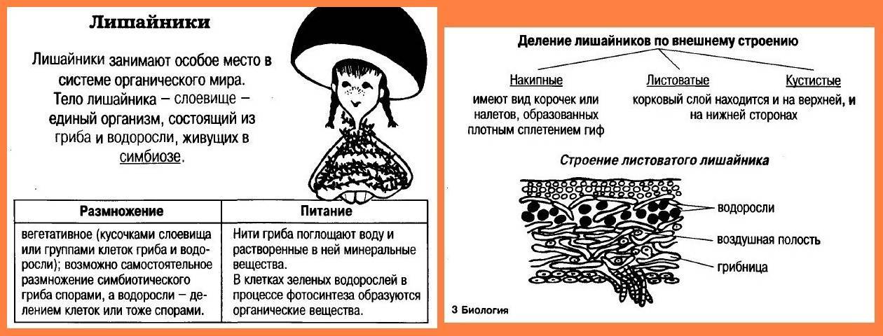 Особенности симбиоза гриба и водорослей