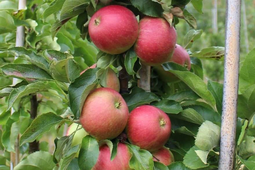 Колоновидные яблони: сорта для урала