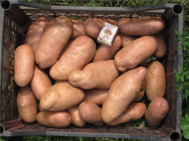 Картофель лапоть: описание сорта, фото, отзывы, урожайность