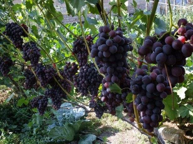 Подкормка для винограда весной: что лучше