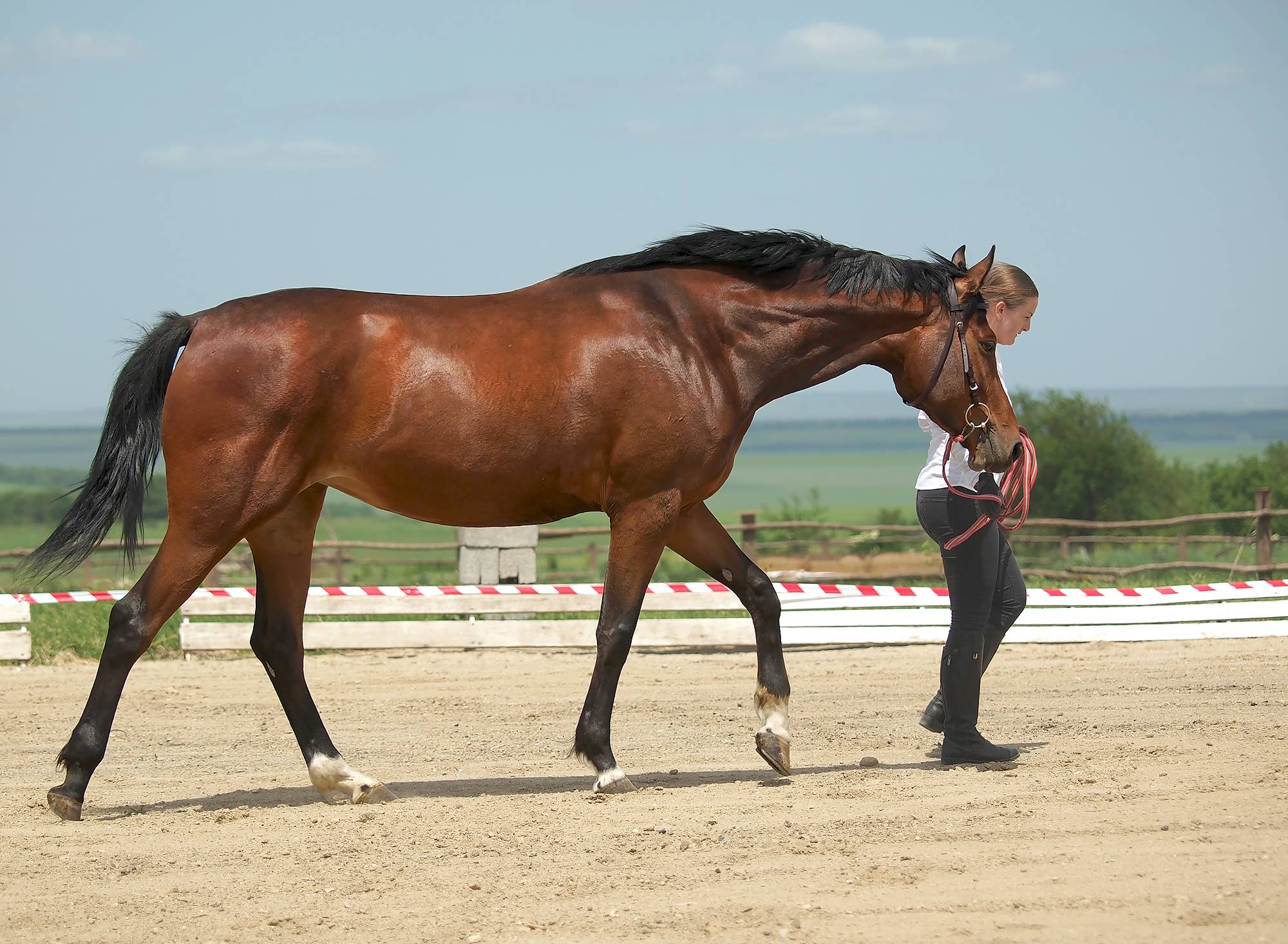 Русские породы лошадей (29 фото): серебристая, скаковая и другие разновидности. характеристика, происхождение, применение