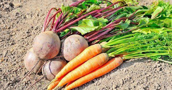 Чем можно подкормить морковь и свеклу в июне