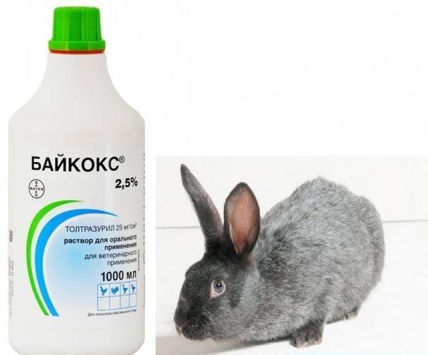 Что за препарат чиктоник для кроликов: инструкция по применению