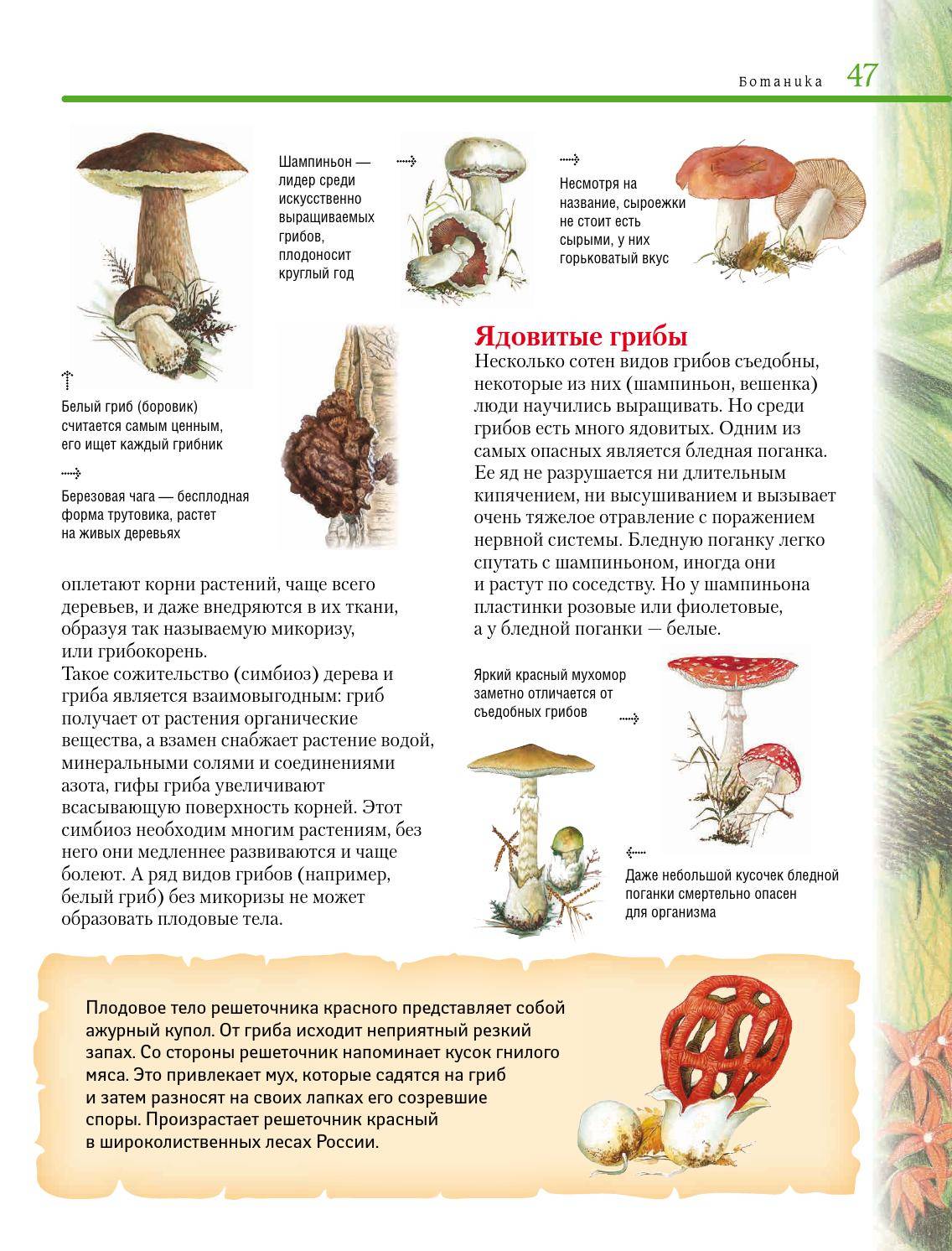 Что такое гифы: особенности строения грибов