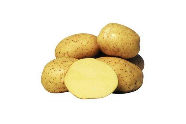Картофель винета: описание и характеристика сорта, фото, отзывы