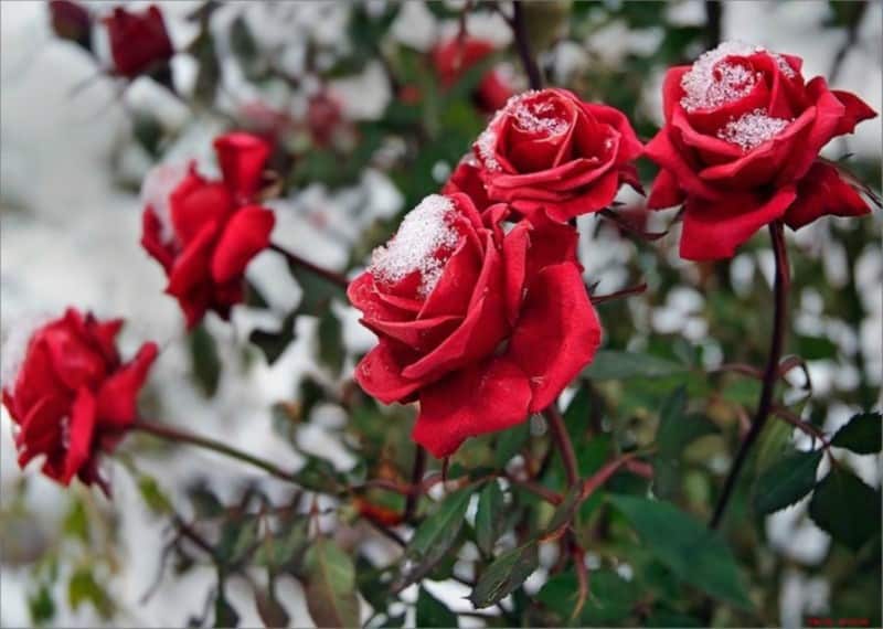 Как укрыть розы на зиму в подмосковье: фото и описание